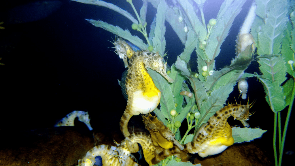 Big-Belly Seahorse