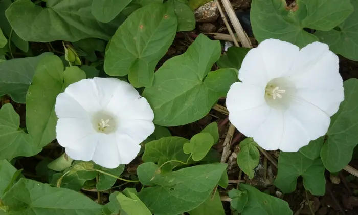 Bindweed