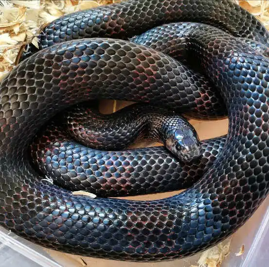 Black Milksnake