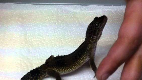Black Pearl Leopard Gecko
