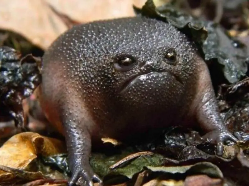Black Rain Frog