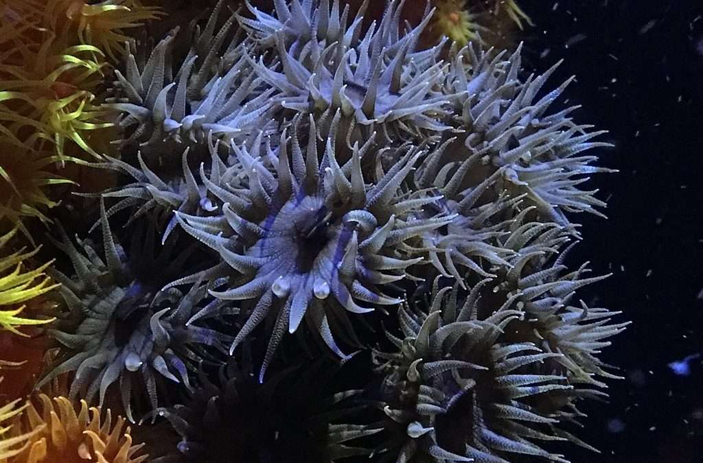 Black Sun Coral