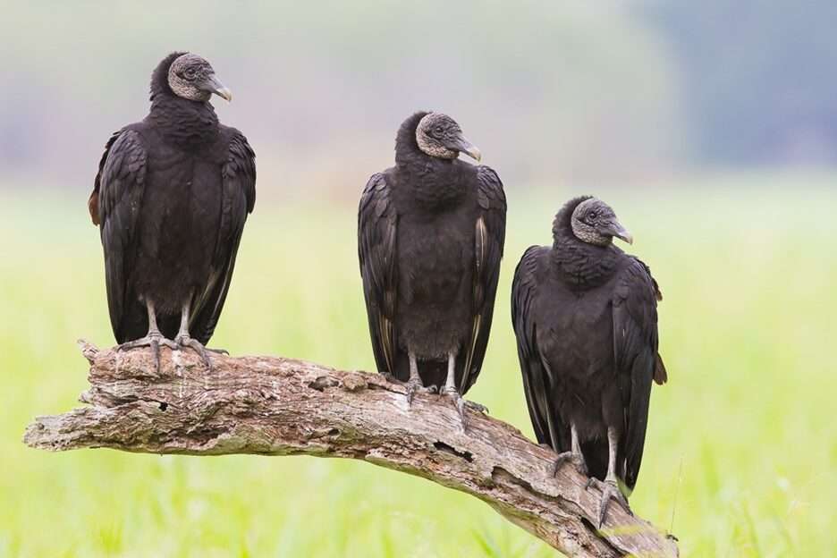 Black Vultures