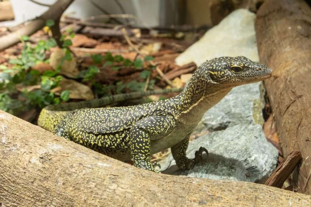 Black-Backed Mangrove Monitor