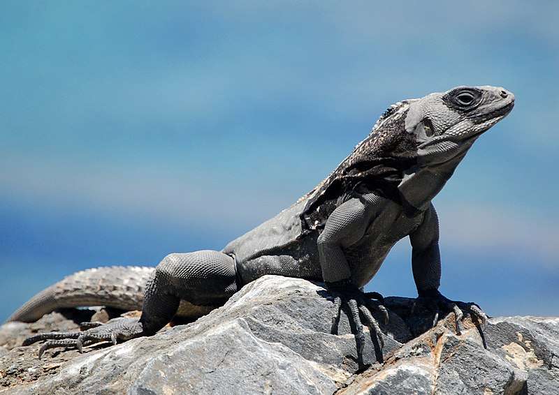 Black-Chested Spiny-Tailed Iguana