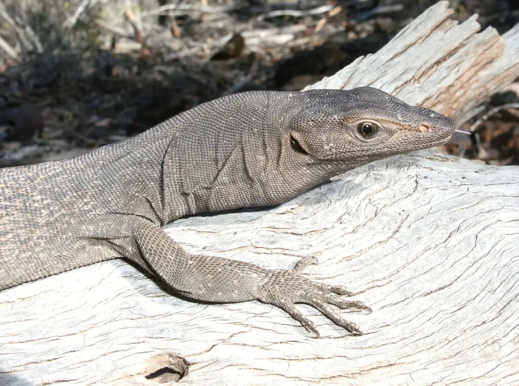 Black-Headed Monitor