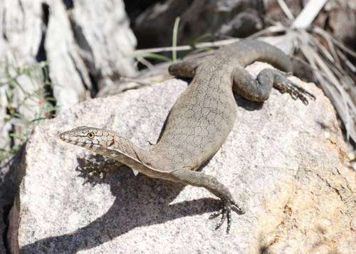 Black-Palmed Rock Monitor