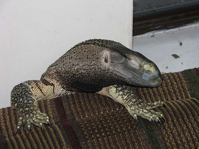 Black-Throated Monitor