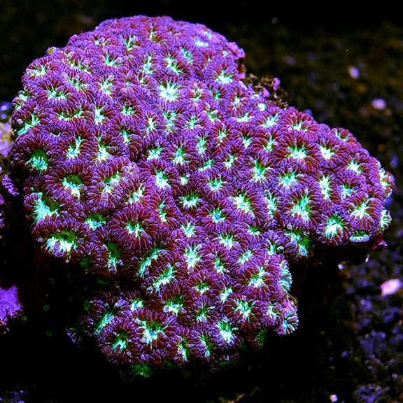 Blasto Coral