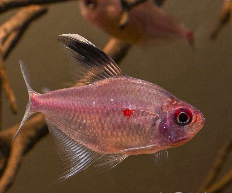 Bleeding Heart Tetra