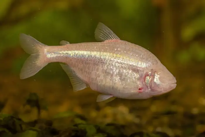 Blind Tetra