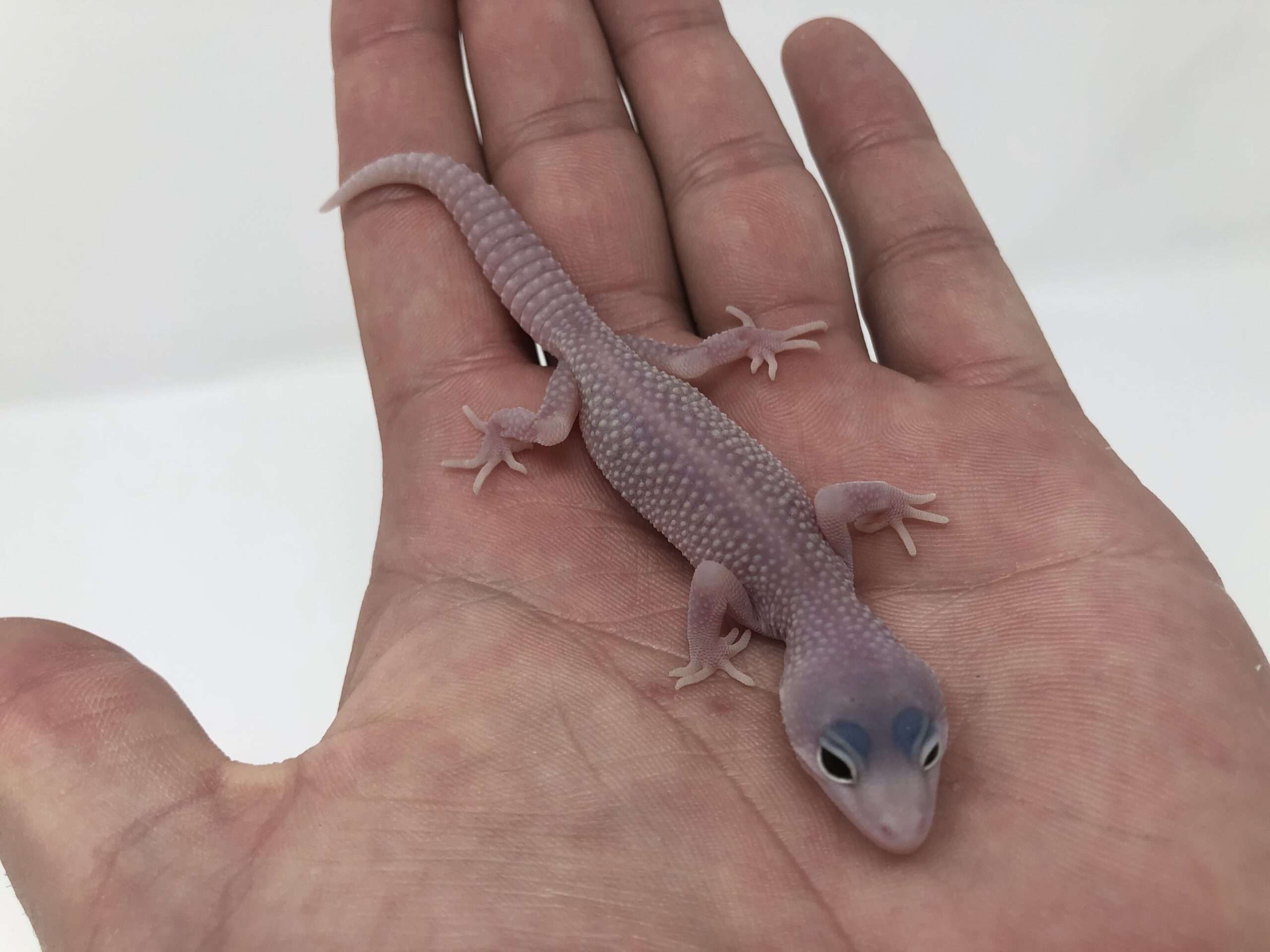 Blizzard Leopard Gecko