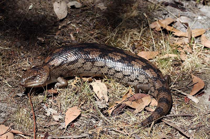 Blotched Blue Tongue