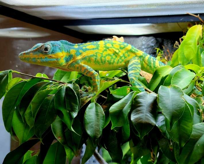 Blue Beauty Anole