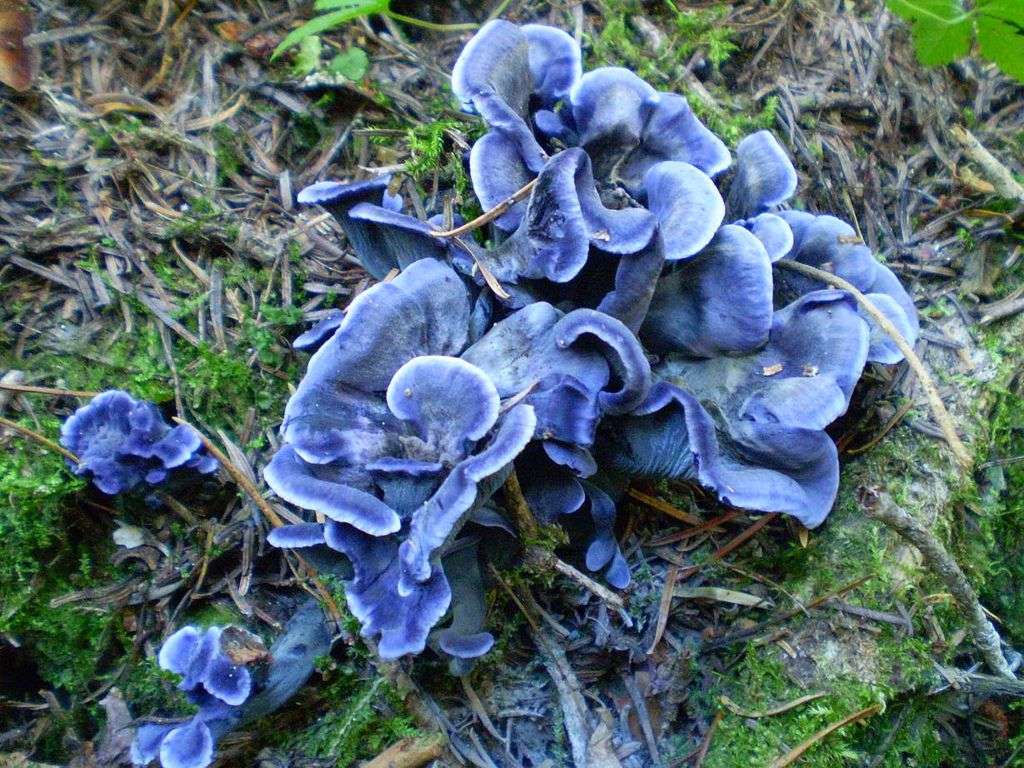 Blue Chanterelle