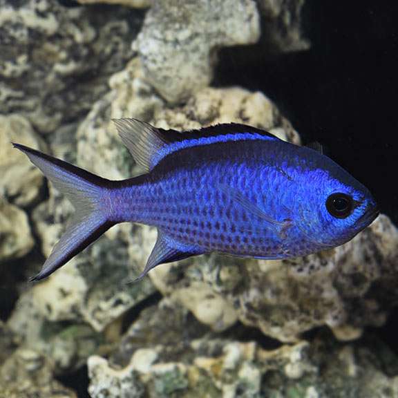 Blue Chromis