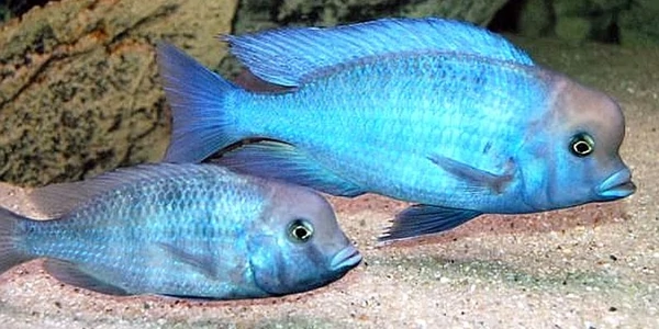 Blue Dolphin Cichlid