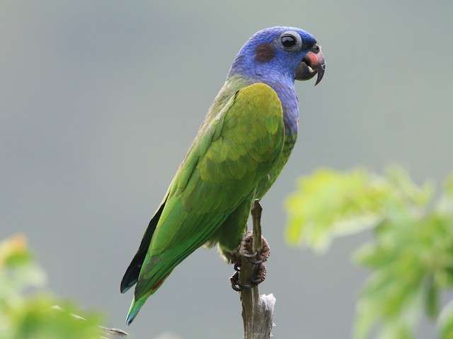 Blue-Headed Pionus
