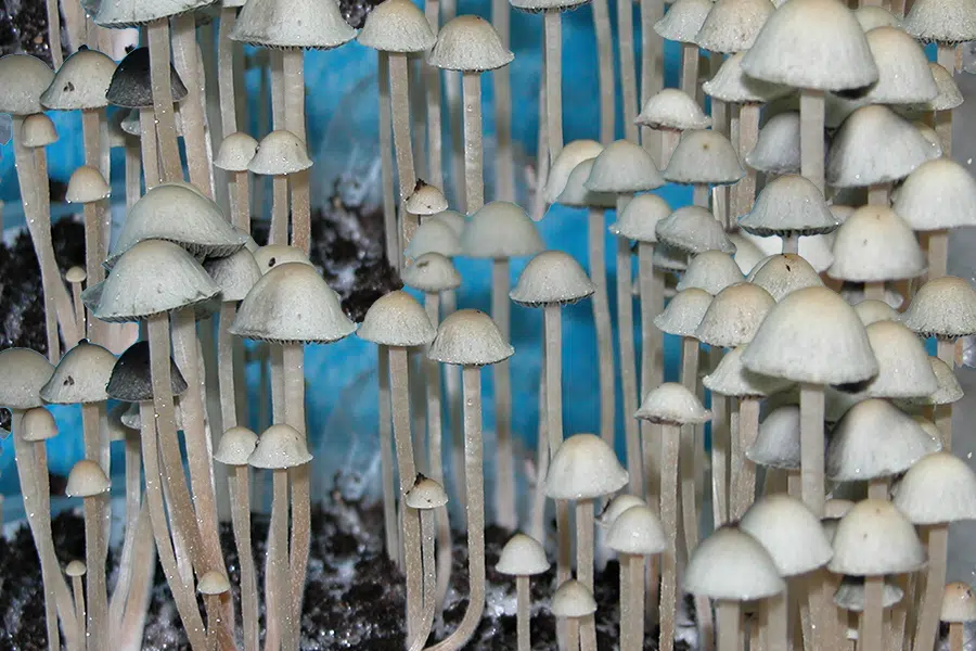 Blue Meanies