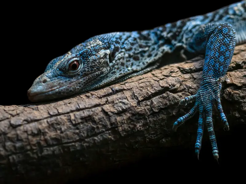 Blue-Spotted Tree Monitor