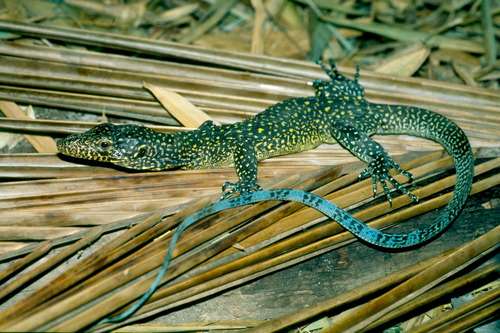 Blue-Tailed Monitor