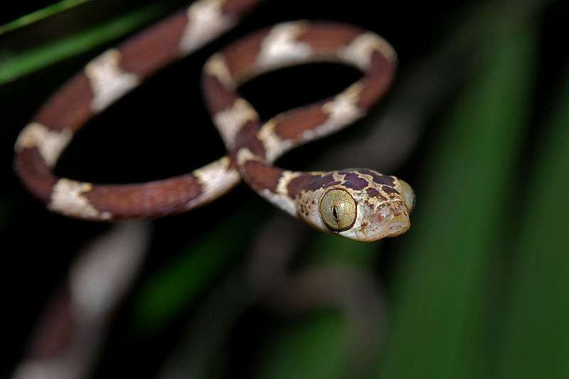 Blunt-Headed Tree Snake