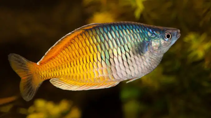 Boesemani Rainbow