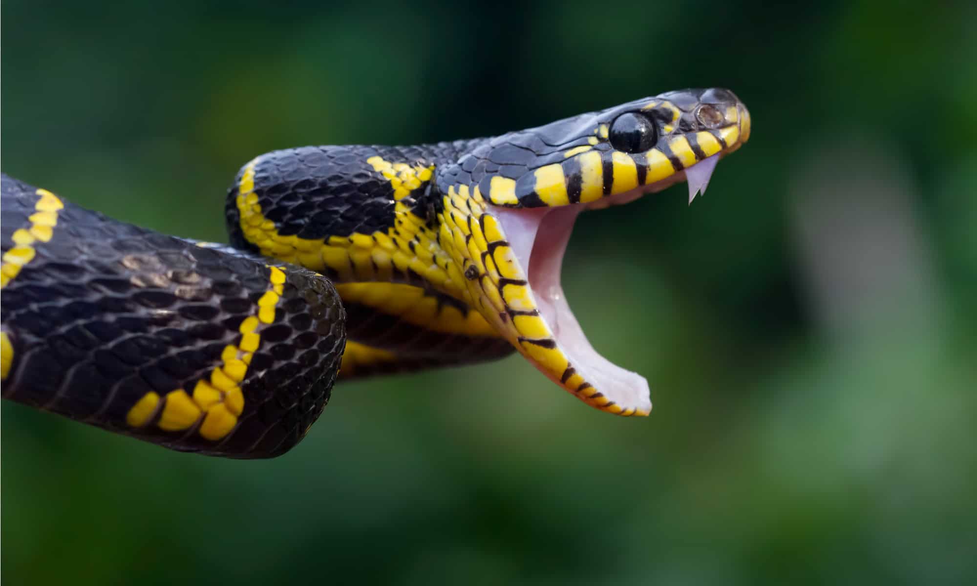 Boiga