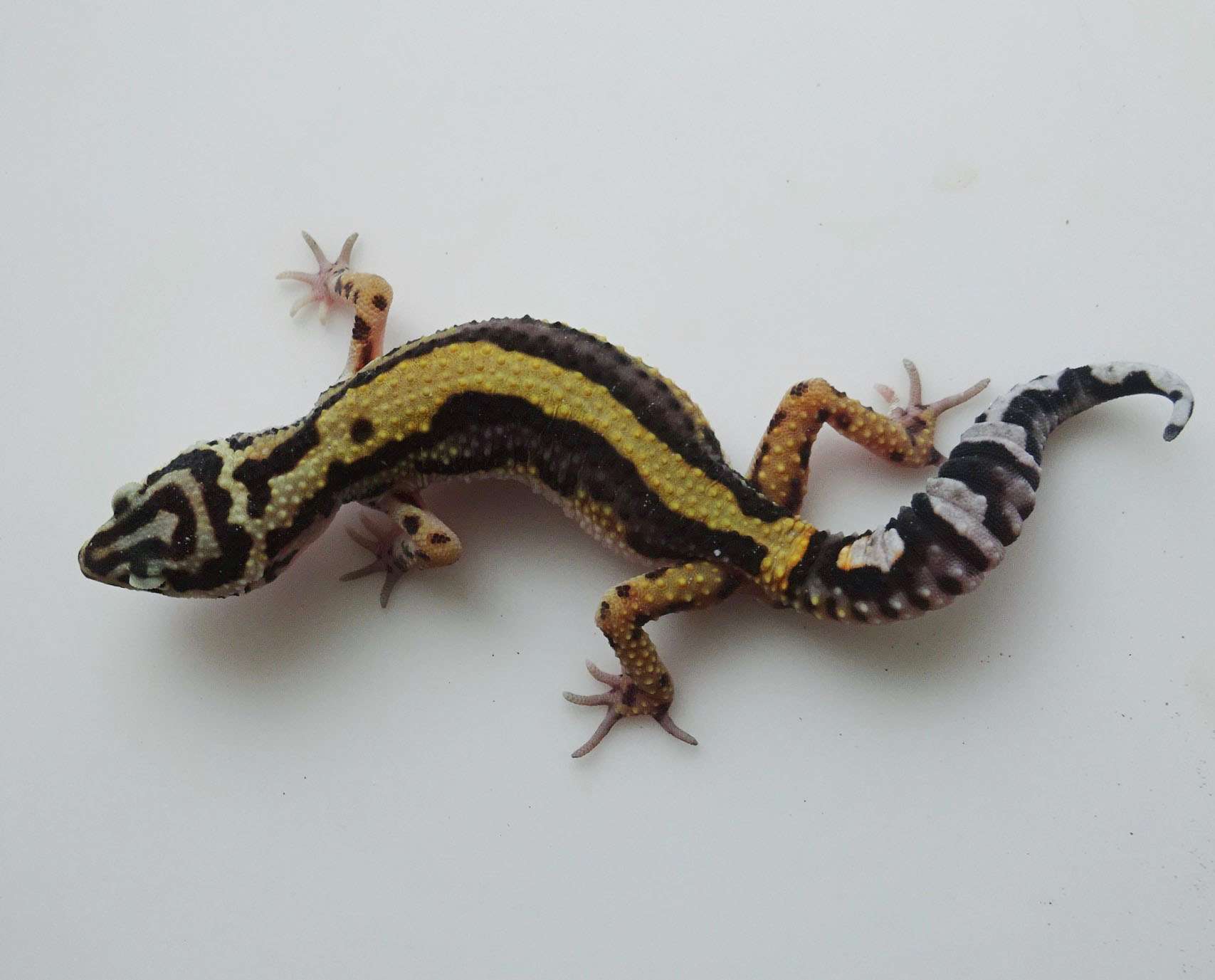 Bold Stripe Leopard Gecko