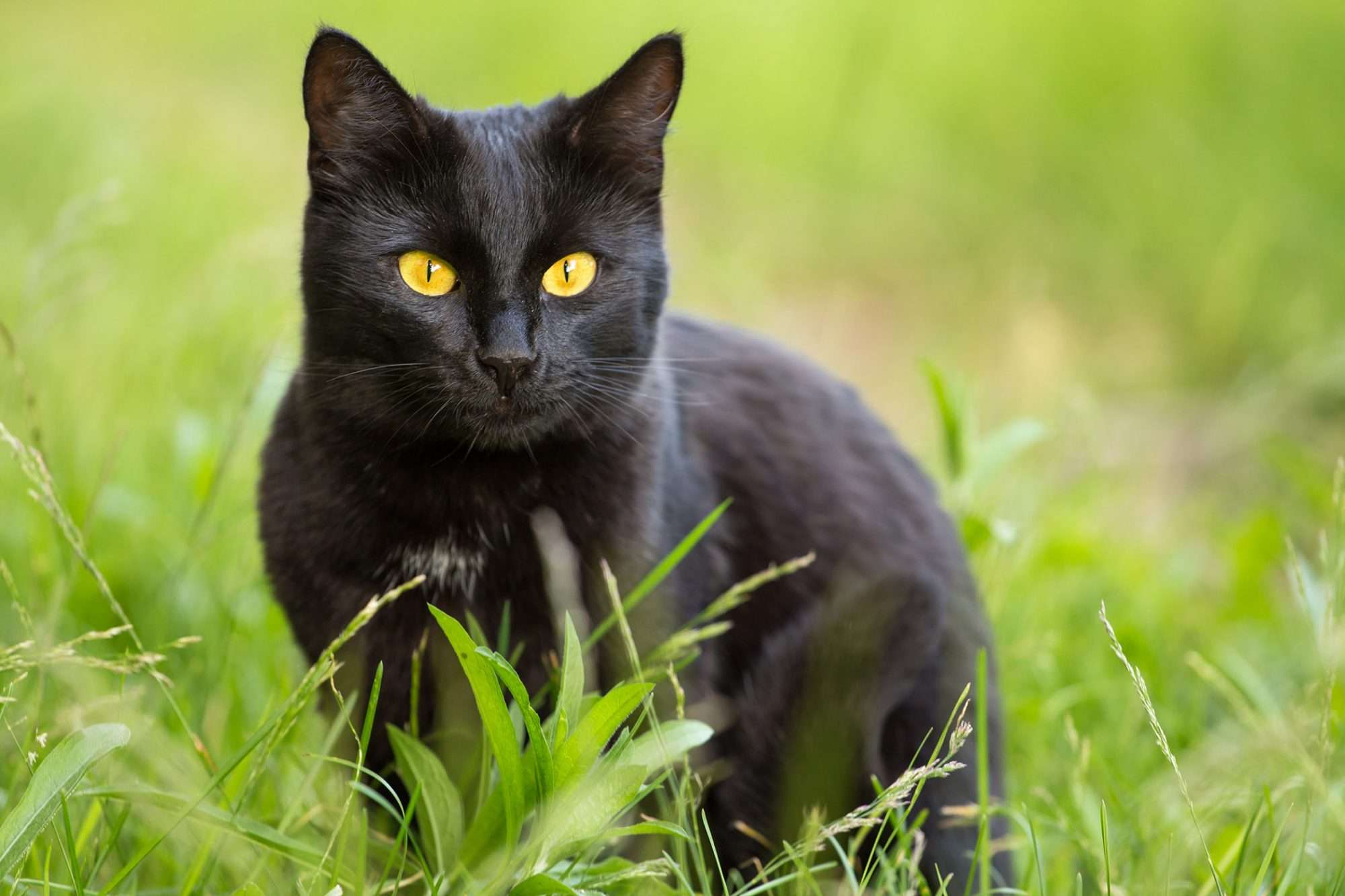 Bombay Cat