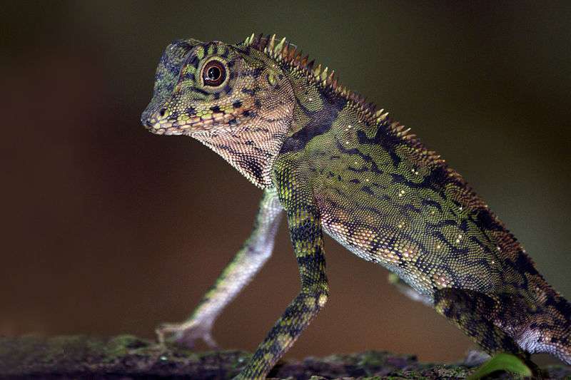 Borneo Angle Head Lizard