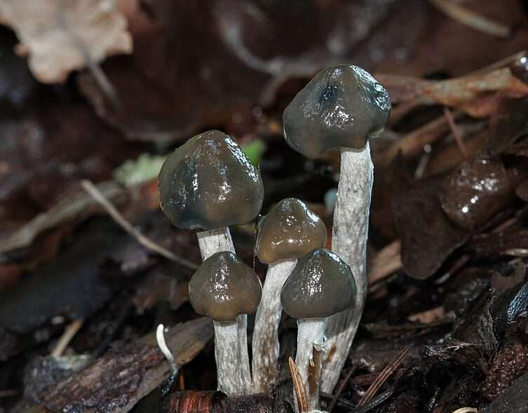 Bottle Caps