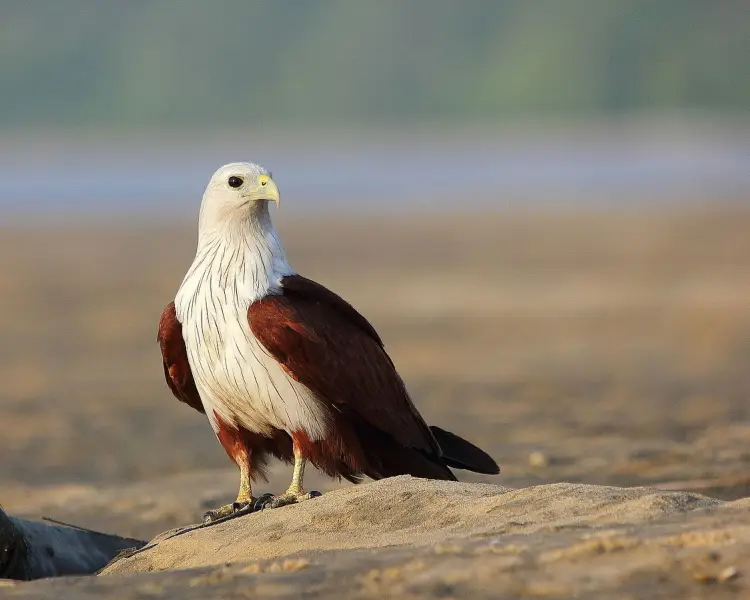 Brahminy Kite