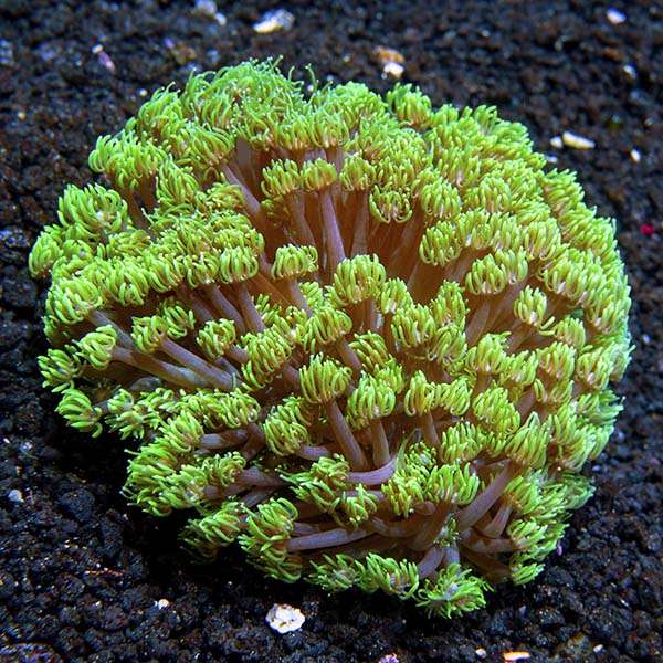 Branching Flowerpot Coral