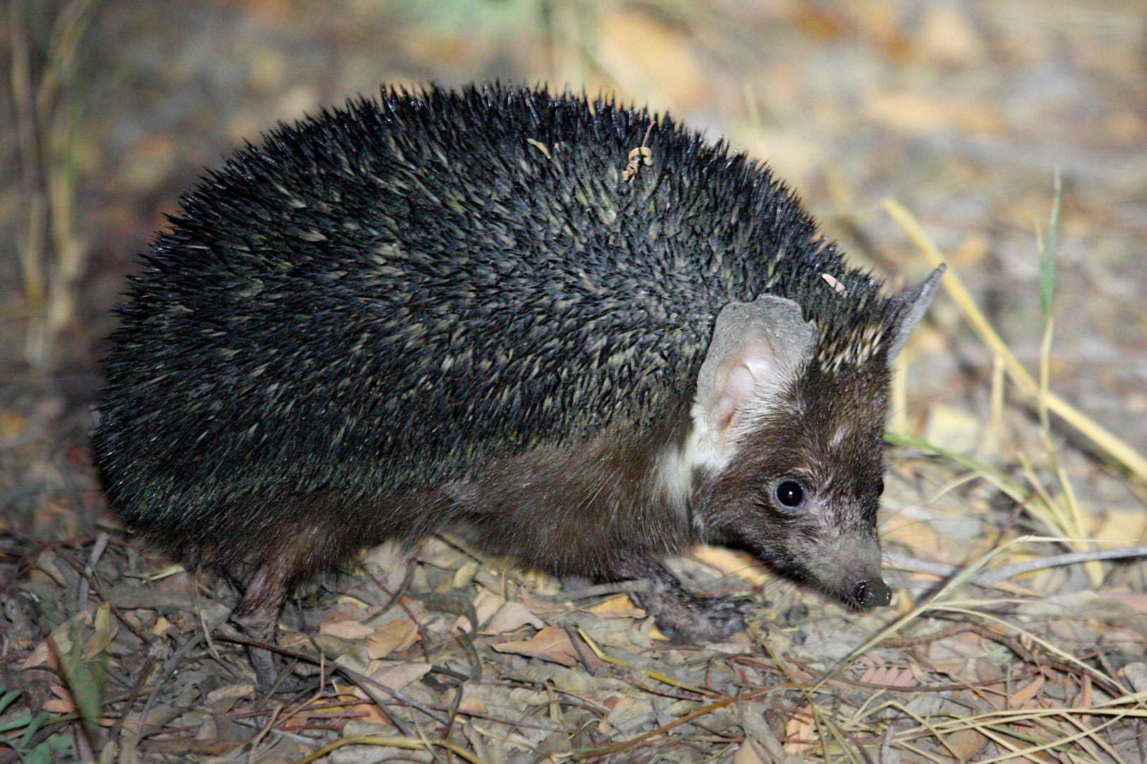 Brandt's Hedgehogs