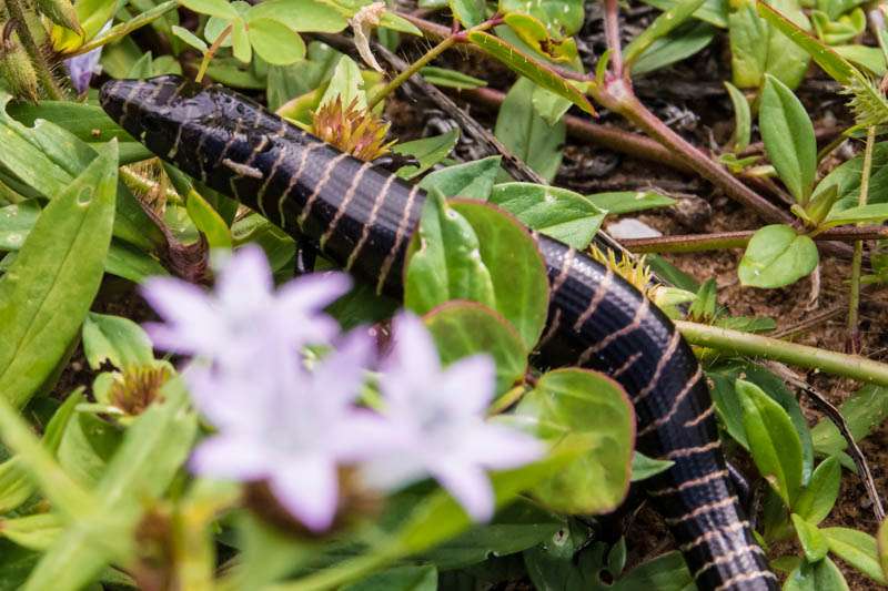 Brazilian Galliwasp