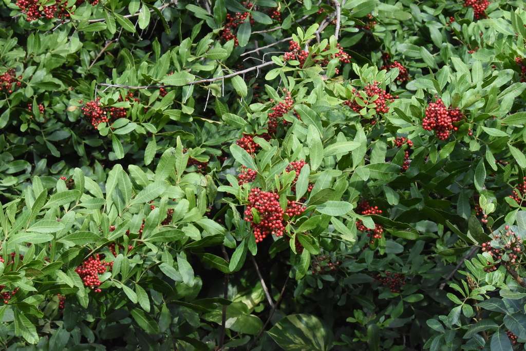 Brazilian Pepper