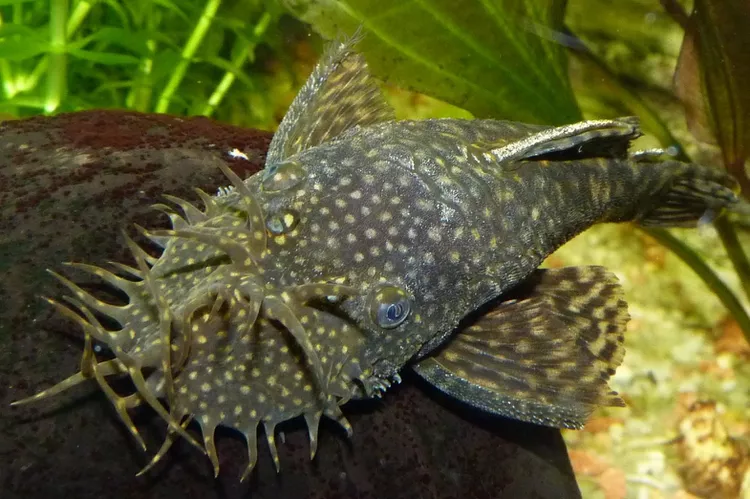 Bristlenose Pleco Fish