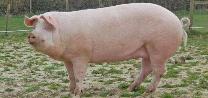 British Landrace Pig