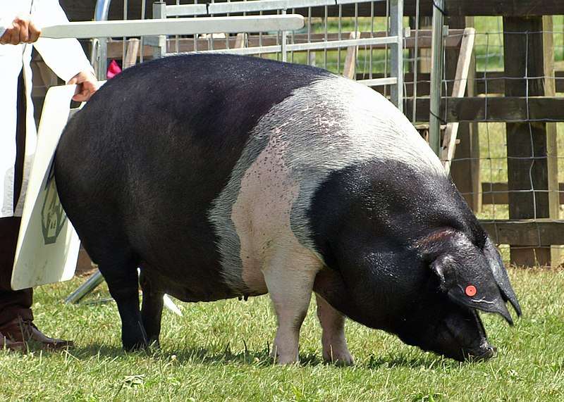 British Saddleback