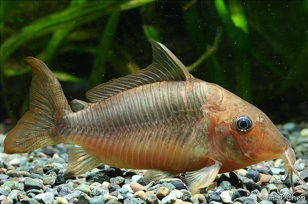 Britski's Catfish