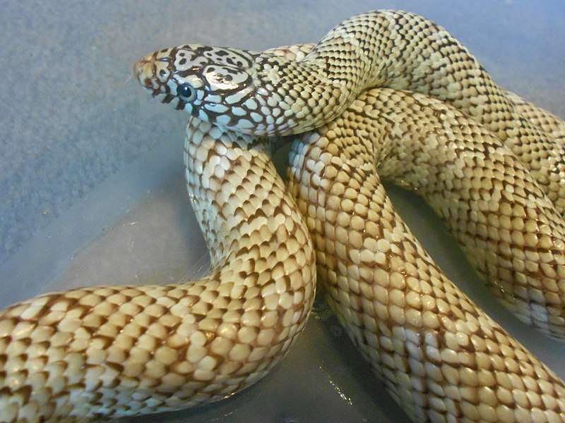 Brook's Kingsnake