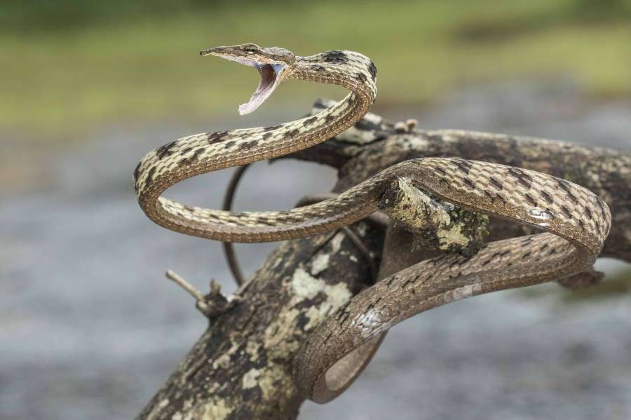Brown Vine Snake