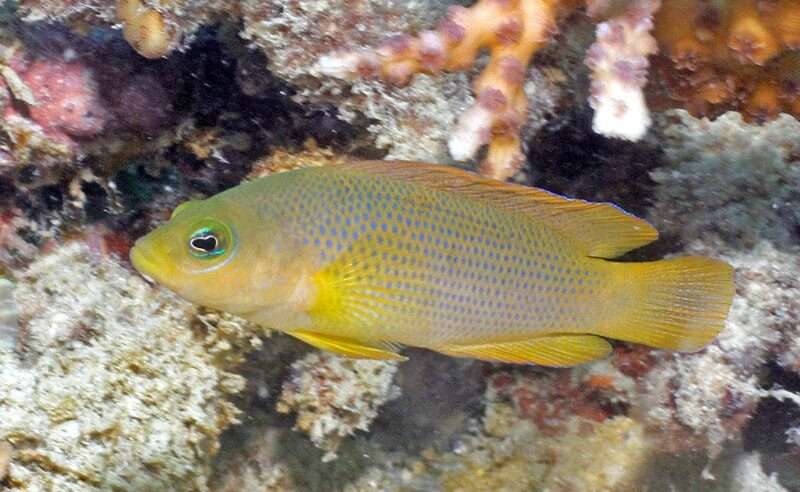 Brown Dottyback