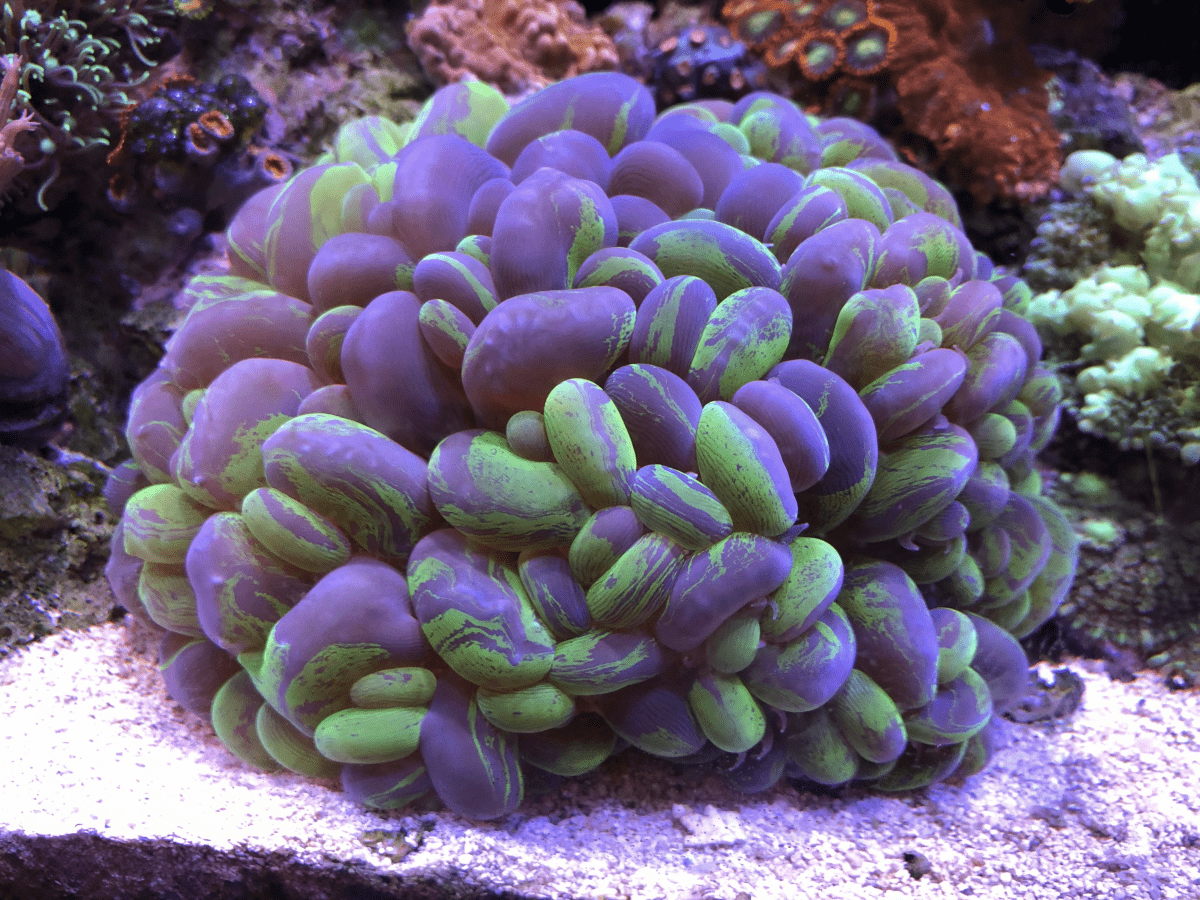 Bubble Coral