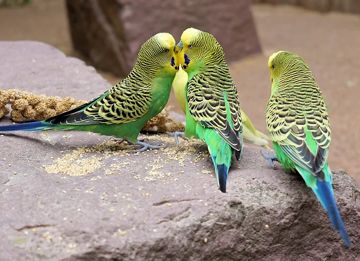 Budgerigar (Parakeet)