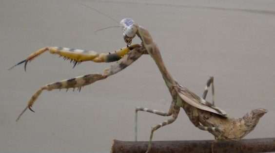 Budwing Mantis