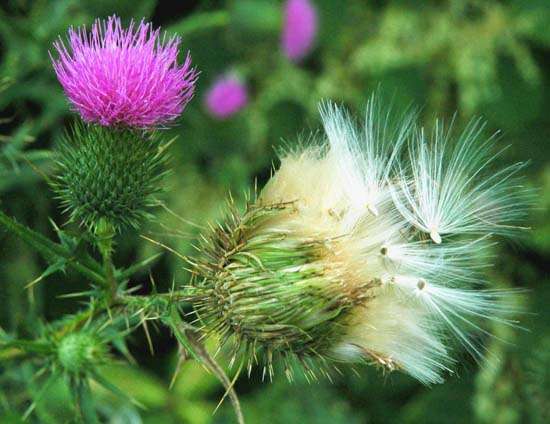Bull Thistle