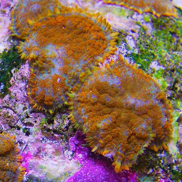 Bullseye Coral