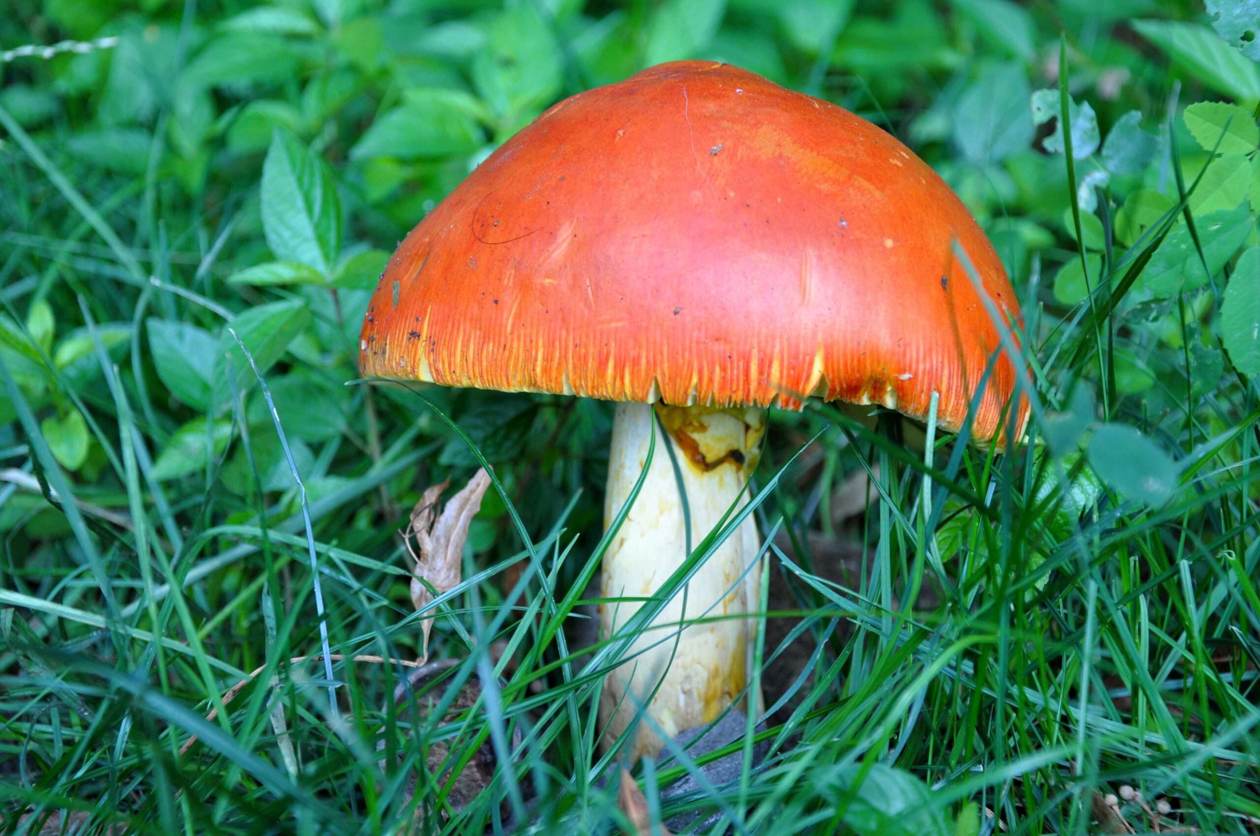Caesar's Mushroom
